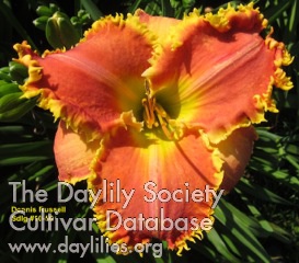 Daylily Dennis Russell